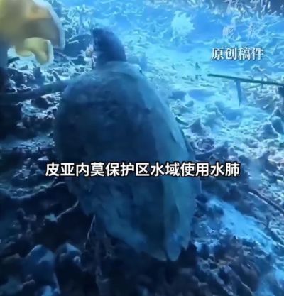 中国男子被指在印尼猎杀濒危玳瑁，本人发声：遭大量PADI潜水教练恶意造谣，真正猎杀的人可能已离开印尼；此前其准备离开时在机场被拦截
