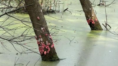 江阴已出现！别吃！别碰！寄生虫多达6000条，严重可致死！