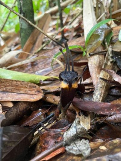 泰国发现新物种“恶魔花”：几乎全黑，已知不到50株