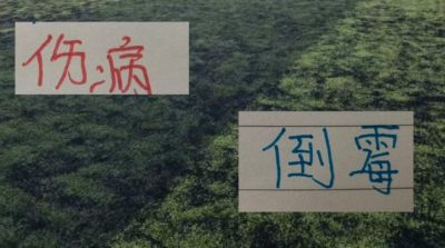 还剩下4场！御三家 +卫冕冠军海港+领头羊成都蓉城 能伤愈复出会是谁