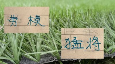 本赛季申花抗伤能力强！五大球员 除了吴曦 还有朱辰杰，再加上三大外援