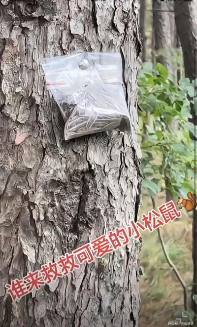 震惊！网传东北包山采摘松塔的经营者，为多收松子，树上挂满毒瓜子杀松鼠，导致尸横遍野