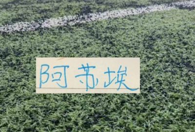 也是好事！大连斯坦丘 武汉的卡迪斯 申花阿苏埃重返国家队