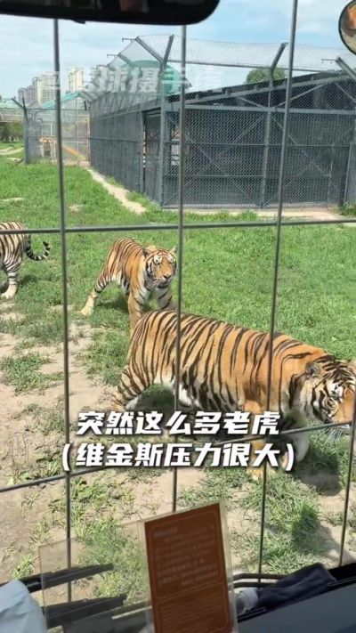 维金斯中国行动物园戏虎!把嘴哥逗得表情包都出来了
