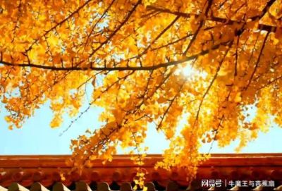 柠檬直播足球直播免费下载安装手机版