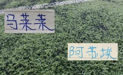 尼科洛-皮耶罗齐