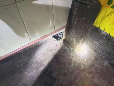 体球足球比分网手机版官网