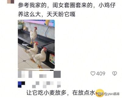 兹维列夫 vs 谢尔顿
