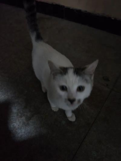 雅各布·普里茨