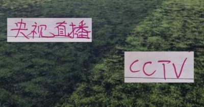 乌拉圭 vs 西班牙