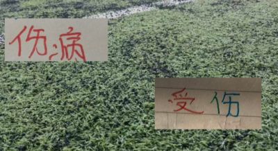 网球直播app官方下载