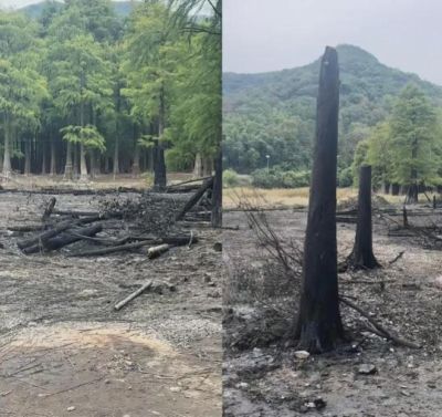 霍尔沃斯 vs 外卡待定